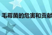 毛霉菌的危害和贡献（毛霉具有发达的什么）