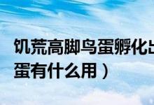 饥荒高脚鸟蛋孵化出来能干什么（饥荒高脚鸟蛋有什么用）