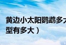 黄边小太阳鹦鹉多大成年（黄边小太阳鹦鹉体型有多大）