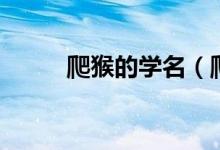 爬猴的学名（爬猴的学名叫什么）