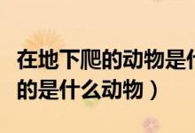 在地下爬的动物是什么生肖（十二生肖地下爬的是什么动物）