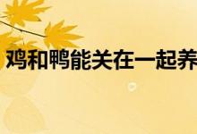 鸡和鸭能关在一起养吗（鸡和鸭一起养好吗）