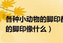 各种小动物的脚印都是怎么样的（各种小动物的脚印像什么）