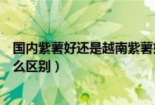 国内紫薯好还是越南紫薯好吃（越南小紫薯和普通紫薯有什么区别）