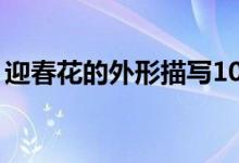 迎春花的外形描写10字（迎春花的外形特点）