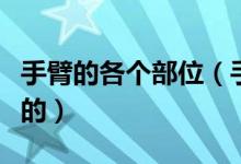 手臂的各个部位（手臂各部位是哪些结构组成的）
