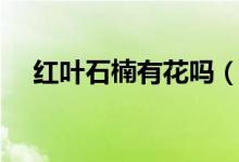 红叶石楠有花吗（红叶石楠长大花香吗）