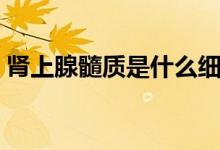 肾上腺髓质是什么细胞（肾上腺髓质是什么）