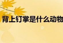 背上钉掌是什么动物（背上钉掌指什么生肖）