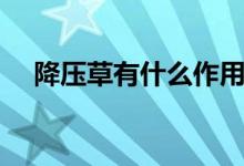 降压草有什么作用（降压草农村叫什么）