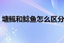 塘鲺和鲶鱼怎么区分（塘鲺和鲶鱼如何区分）