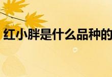 红小胖是什么品种的猫（红小胖是什么品种）