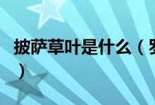 披萨草叶是什么（罗勒叶和披萨草有什么区别）