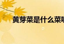 黄芽菜是什么菜呢（黄芽菜是什么菜）