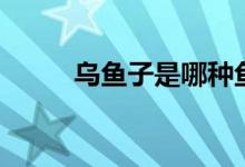 乌鱼子是哪种鱼（乌鱼子什么梗）