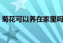 菊花可以养在家里吗（菊花可以养在家里吗）