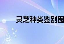 灵芝种类鉴别图谱大全（灵芝种类）