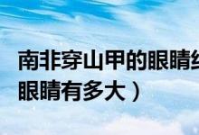 南非穿山甲的眼睛约有多少厘米（南非穿山甲眼睛有多大）