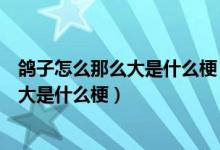 鸽子怎么那么大是什么梗（道理我都懂可是鸽子为什么那么大是什么梗）