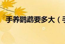 手养鹦鹉要多大（手养鹦鹉从多大开始养）