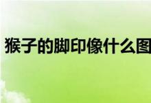 猴子的脚印像什么图案（猴子的脚印像什么）