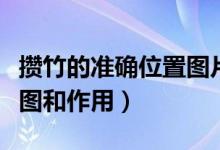 攒竹的准确位置图片怎么找（攒竹的准确位置图和作用）