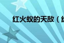 红火蚁的天敌（红火蚁的天敌是什么）