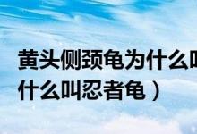 黄头侧颈龟为什么叫忍者神龟（黄头侧颈龟为什么叫忍者龟）