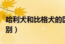 哈利犬和比格犬的区别（哈利犬和比格犬的区别）