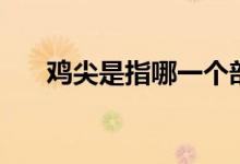 鸡尖是指哪一个部位（鸡尖是什么肉）