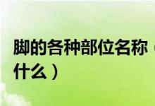 脚的各种部位名称（脚上各个部位名称分别是什么）