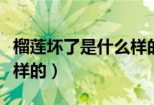 榴莲坏了是什么样的能吃吗（榴莲坏了是什么样的）