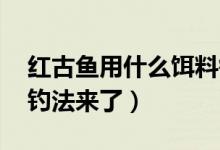 红古鱼用什么饵料钓（红古鱼怎么钓 详细的钓法来了）