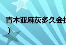 青木亚麻灰多久会掉色（青木亚麻灰多久褪色）