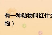 有一种动物叫红什么（传说中的红犼是什么动物）