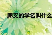 爬叉的学名叫什么（爬叉的学名是什么）