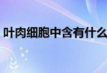 叶肉细胞中含有什么（叶肉细胞中含有什么）