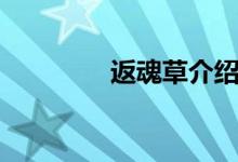 返魂草介绍（返魂草作用）