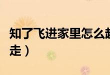知了飞进家里怎么赶走（知了飞进家里怎么赶走）