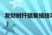 发财树扦插繁殖技巧（发财树扦插繁殖方法图）