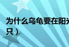 为什么乌龟要在阳光下晒（为什么乌龟要养三只）