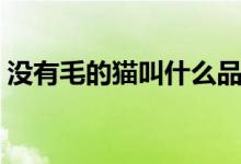 没有毛的猫叫什么品种（没有毛的猫叫什么）