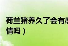 荷兰猪养久了会有感情吗（荷兰猪会和人有感情吗）