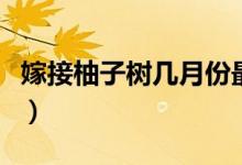 嫁接柚子树几月份最好（嫁接柚子树几年结果）