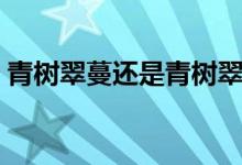 青树翠蔓还是青树翠蔓（青树翠蔓什么意思）