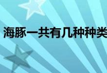 海豚一共有几种种类（海豚一共有多少种类）