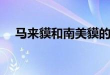 马来貘和南美貘的区别（马来貘的特点）