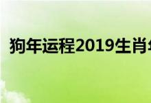 狗年运程2019生肖年运（分析的太透彻了）
