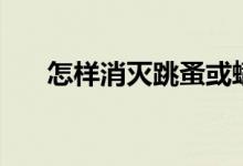 怎样消灭跳蚤或螨虫（怎样消灭跳蚤）