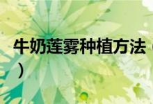 牛奶莲雾种植方法（牛奶莲雾种植的详细步骤）